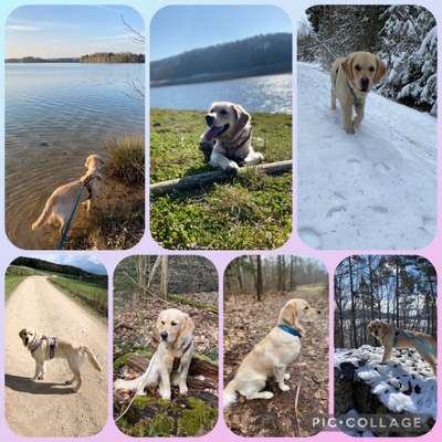 29. Collagen Challenge - Wandern mit Hund-Beitrag-Bild