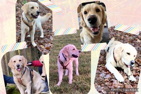 18. Collagen Challenge - Zunge raus!-Beitrag-Bild