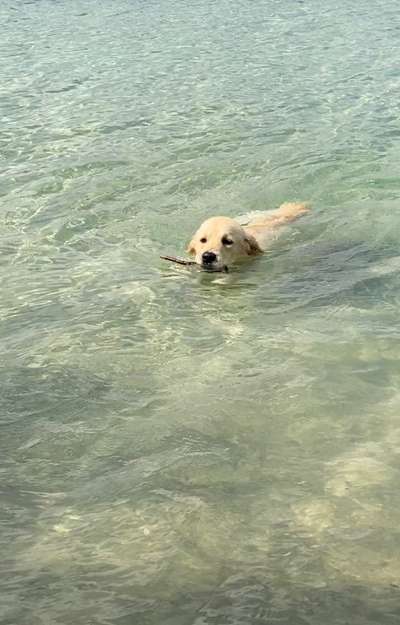 Wo sind die Golden Retriever Liebhaber?-Beitrag-Bild
