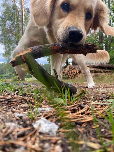 Dogorama Photo Challenge - Mein Holz und ich-Beitrag-Bild