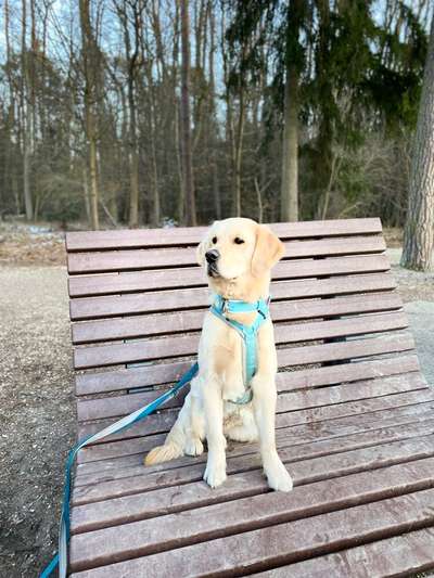 Dogorama Photo Challenge - an der Leine-Beitrag-Bild