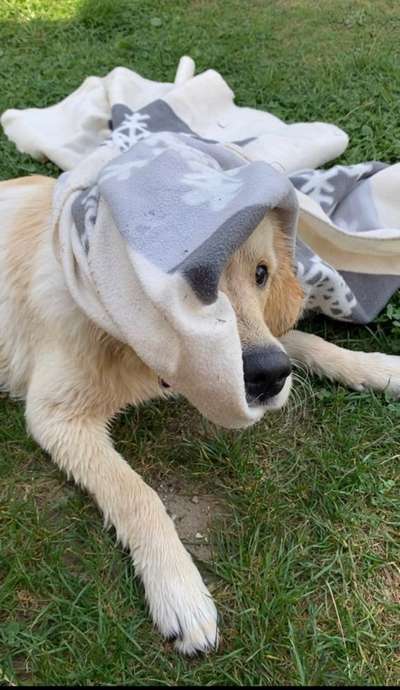 Dogorama Photo Challenge - Hündische Haushaltshilfe-Beitrag-Bild