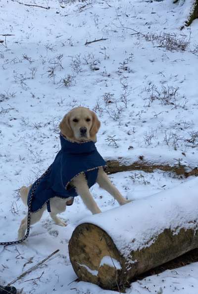 Foto Challenge Nr.: 114
Hunde im Schnee-Beitrag-Bild