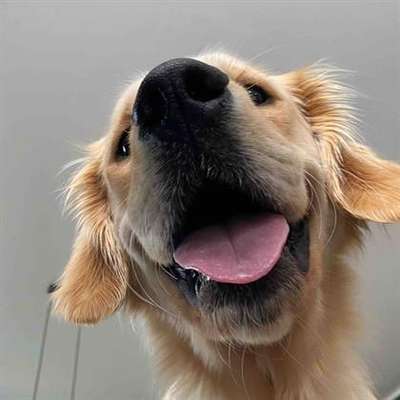 Dogorama Photo Challenge - Details Ganz nah-Beitrag-Bild