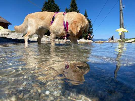 63. Handyfotochallenge   * Nase dran ! *-Beitrag-Bild