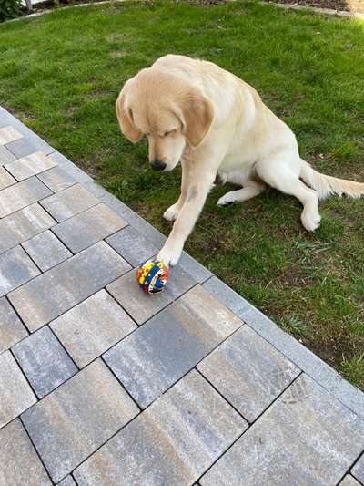 Fotosammlung: ,,Der natürliche Hund" Unbearbeitet, ungestellt und in Natura-Beitrag-Bild