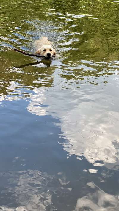 Wo sind die Golden Retriever Liebhaber?-Beitrag-Bild