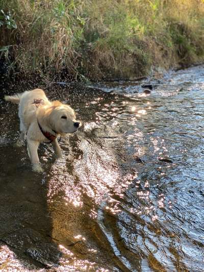 Wo sind die Golden Retriever Liebhaber?-Beitrag-Bild