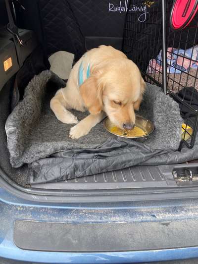 Fotochallenge NR. 123     -Karneval der Tiere--Beitrag-Bild