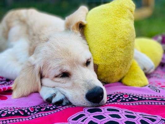 Fotochallenge Nr 96.: Bunt, Bunter, Hund 💐🌹🍁-Beitrag-Bild