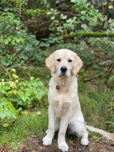 Wo sind die Golden Retriever Liebhaber?-Beitrag-Bild