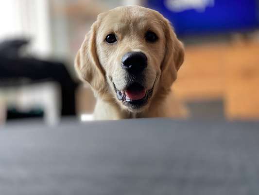 Foto's und Hundemodels-Beitrag-Bild