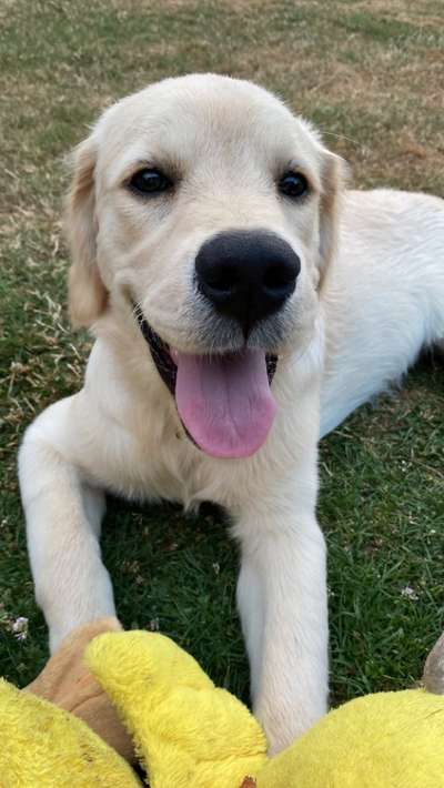 Wo sind die Golden Retriever Liebhaber?-Beitrag-Bild