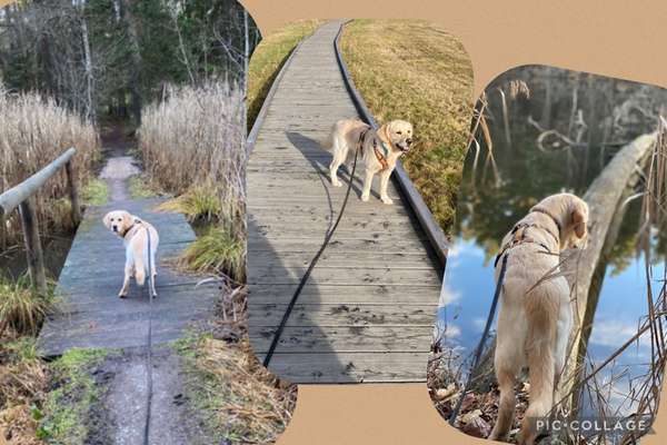 19. Collagen Challenge - Brücken-Beitrag-Bild