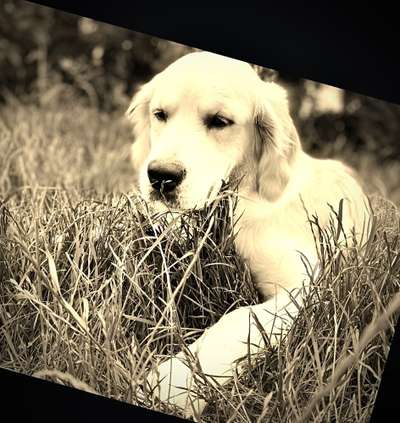 FarbenFoto - Challenge: Sepia-Beitrag-Bild