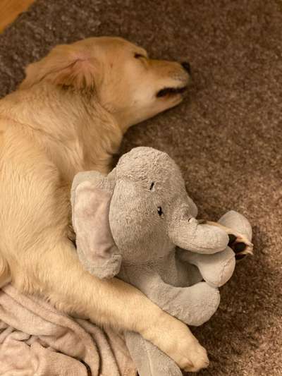 Euer Hund und sein Lieblingskuscheltier-Beitrag-Bild