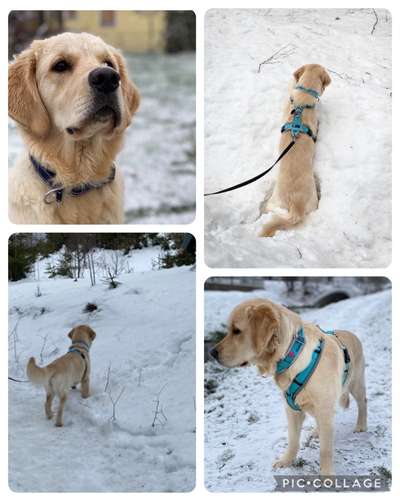 24. Collage-Challenge  *Hund im Schnee*-Beitrag-Bild