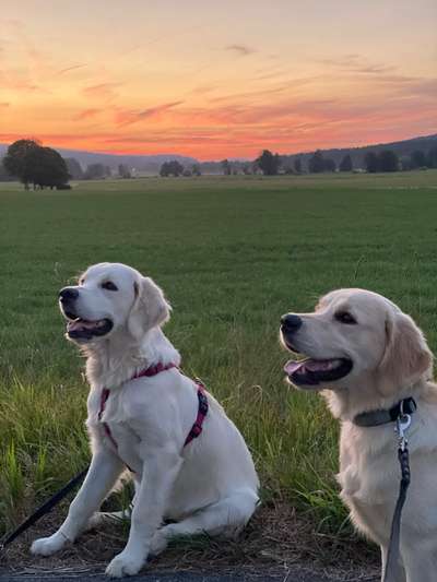 Wo sind die Golden Retriever Liebhaber?-Beitrag-Bild