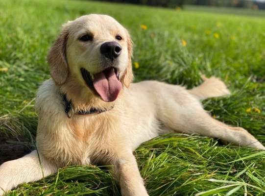 Wo sind die Golden Retriever Liebhaber?-Beitrag-Bild
