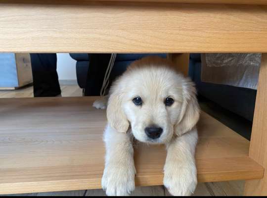 31. Handy - Fotochallenge
Vierbeiner mit am Tisch-Beitrag-Bild