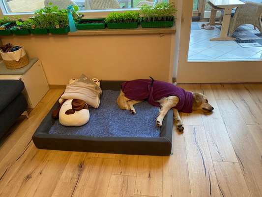 Dogorama Photo Challenge - Berufswahl-Beitrag-Bild