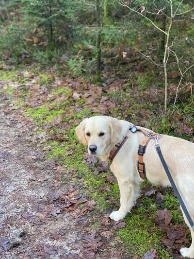 Wo sind die Golden Retriever Liebhaber?-Beitrag-Bild