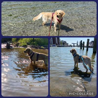 43. Collage Challenge - Schattenspiele-Beitrag-Bild