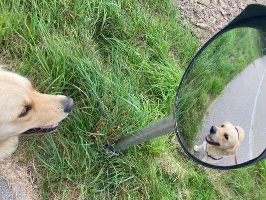 Dogorama Photo Challenge - Spieglein Spieglein . . .-Beitrag-Bild