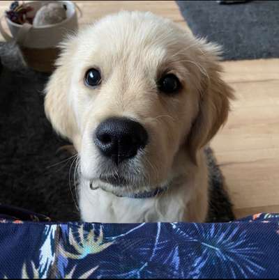 Fotochallenge Nr. 104 : Hommage an deinen ersten Hund-Beitrag-Bild