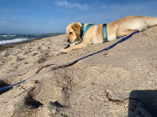 Handy Fotochallenge Nr. 52: Dein Hund mit blauem Himmel-Beitrag-Bild
