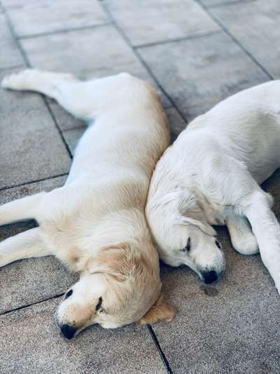 98.Fotochallange  - Hunde zeigen Zuneigung-Beitrag-Bild