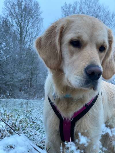 Wo sind die Golden Retriever Liebhaber?-Beitrag-Bild