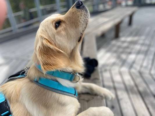 12. Farben Foto Challenge --- Braun-Beitrag-Bild