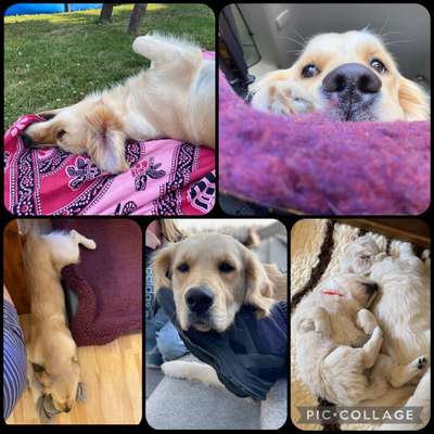 42. Collage Challenge - Ruheplatz-Beitrag-Bild