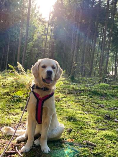 Wo sind die Golden Retriever Liebhaber?-Beitrag-Bild