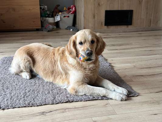 Golden Retriever wenig Interesse an mir/ uns-Beitrag-Bild