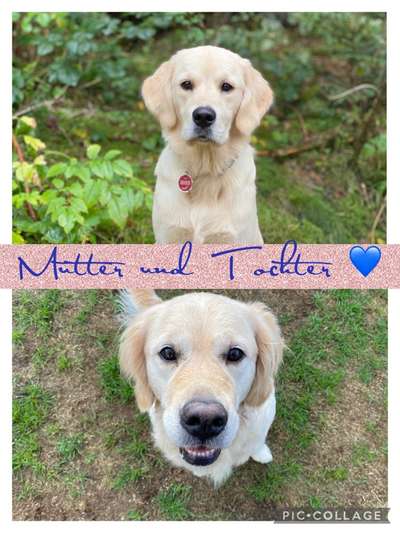 Wo sind die Golden Retriever Liebhaber?-Beitrag-Bild