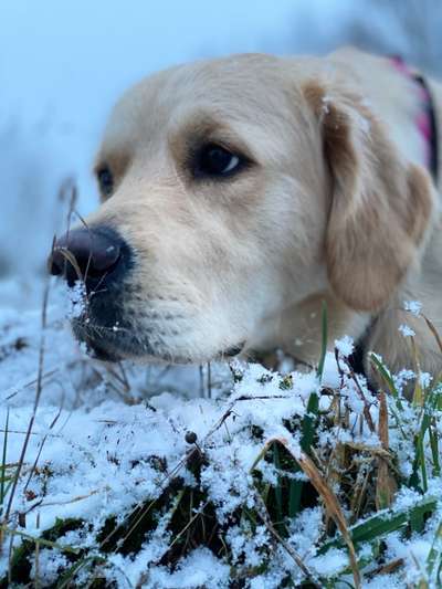 Dogorama Photo Challenge - Winterstimmung-Beitrag-Bild