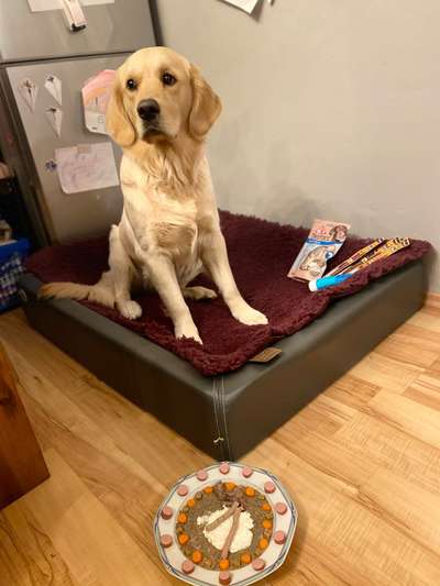 Wo sind die Golden Retriever Liebhaber?-Beitrag-Bild