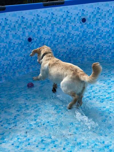 Dogorama Photo Challenge - Wasserspiele-Beitrag-Bild