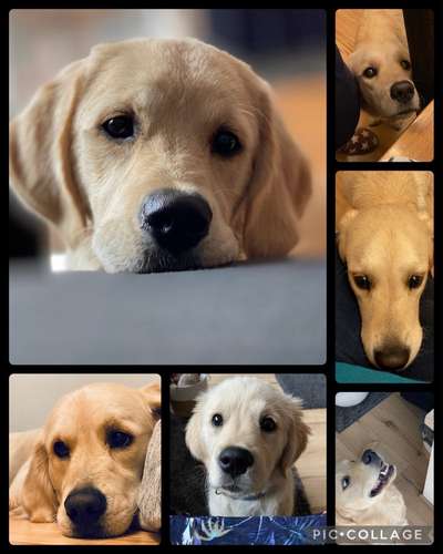 35.Collagen Challenge:„Bettelblick"-Beitrag-Bild