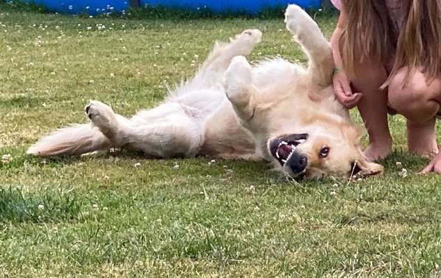 Dogorama Photo Challenge - TV Hund-Beitrag-Bild