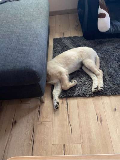 Foto Challenge 112 
ungewöhnliche Schlafplätze-Beitrag-Bild