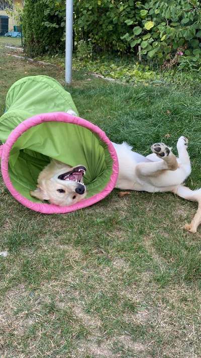 Dogorama Photo Challenge- Höhlen/Tunnel-Beitrag-Bild