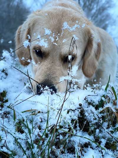 Dogorama Photo Challenge- Der Nase nach-Beitrag-Bild