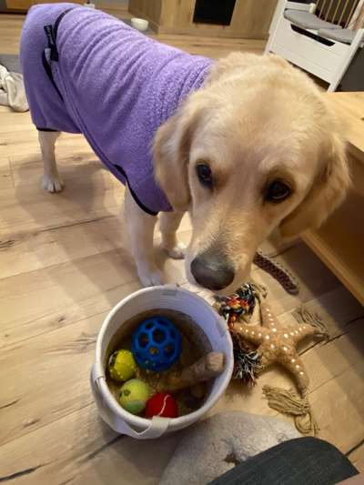 Dogorama Photo Challenge - Rund-Beitrag-Bild