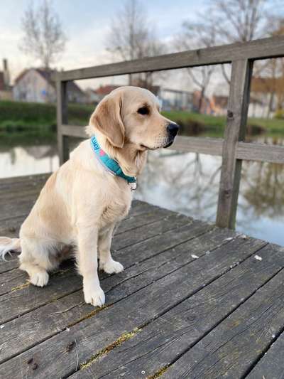 Dogorama Photo Challenge - Herzenshund-Beitrag-Bild