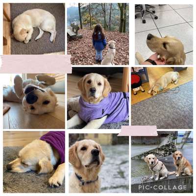 13. Collage- Challenge 
Beschäftigung in der kalten Jahreszeit-Beitrag-Bild