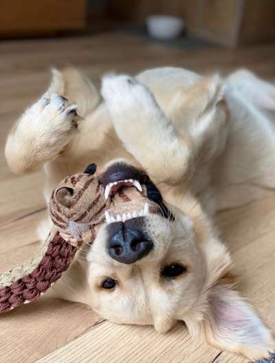 Fotochallenge Nr.105  Glücksmomente-Beitrag-Bild