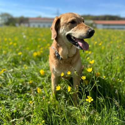 Hundetreffen-Meine Pflegehündin Kaya sucht Gassi-Freunde/Spiel-Parnter.-Bild